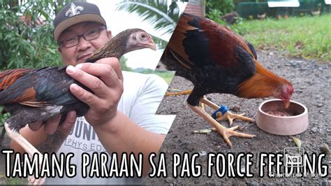 pagkain ng manok panabong para tumaba|Pinaupong Manok — so juicy and flavor.